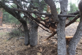 saguaro-camp-cedarbrook (21)